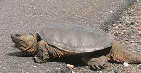 image of Snapping Turtle