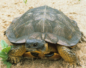 image of Wood Turtle