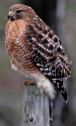 Red-shouldered hawk