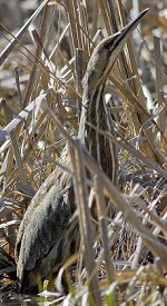 American Bittern